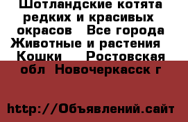 Шотландские котята редких и красивых  окрасов - Все города Животные и растения » Кошки   . Ростовская обл.,Новочеркасск г.